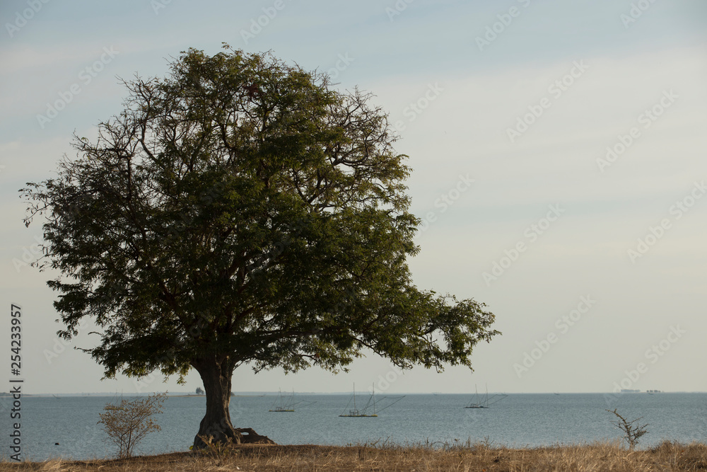 One tree and beautiful lake,One tree with a beautiful river and sky background