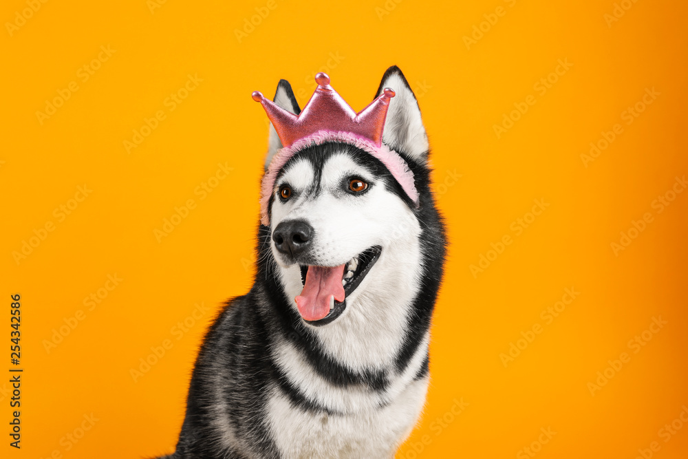 Adorable husky dog on color background