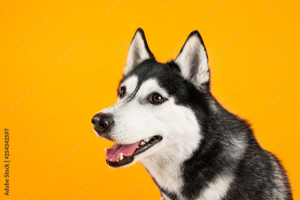 Adorable husky dog on color background