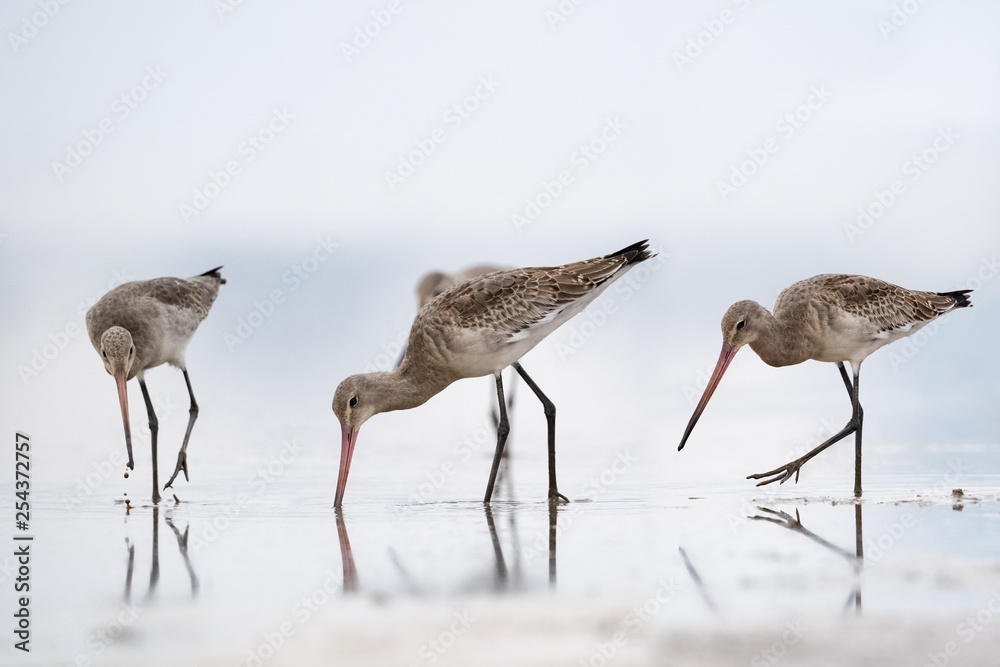 feeding black tailed godwits