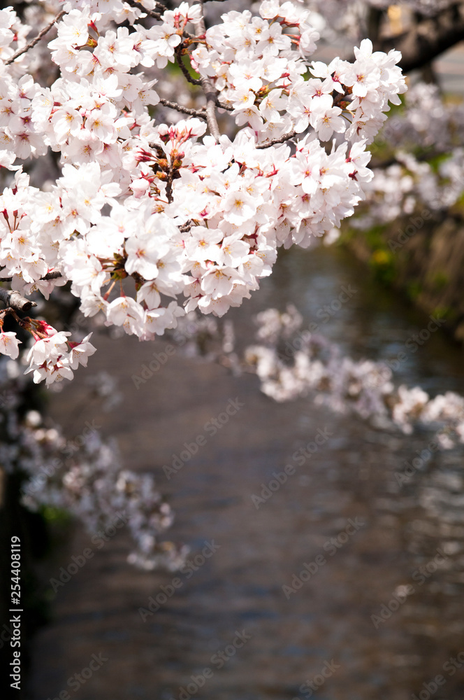 Scientific name is Cerasus ×yedoensis (Matsum.) Masam. & Suzuki ‘Somei-yoshino. 