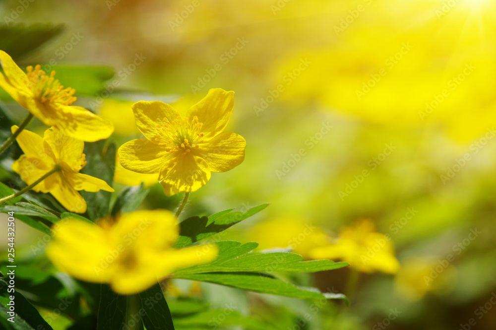 春花田