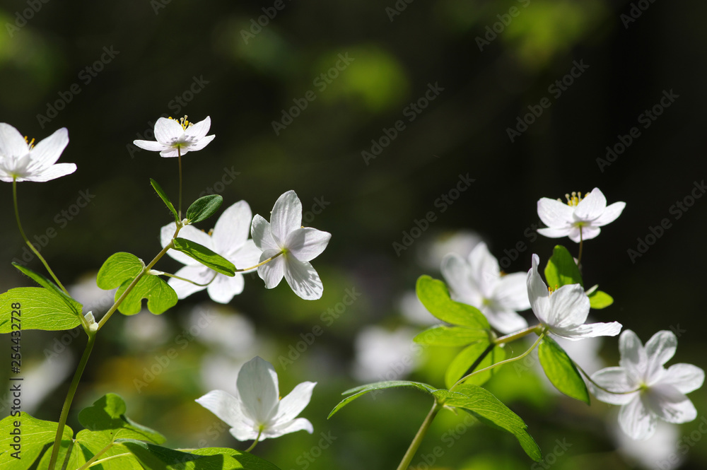 春花田