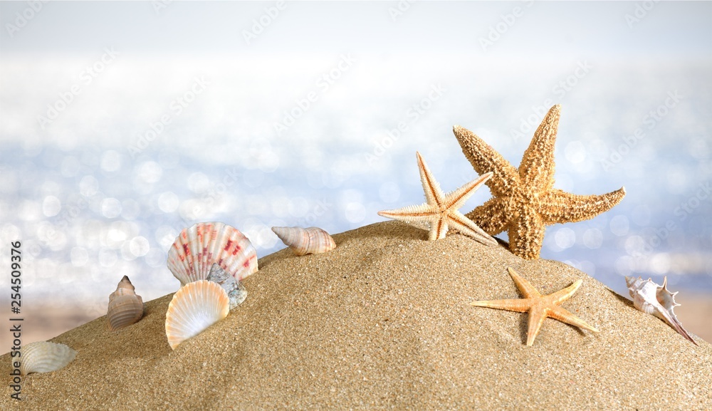 Shells in the sand on the beach background