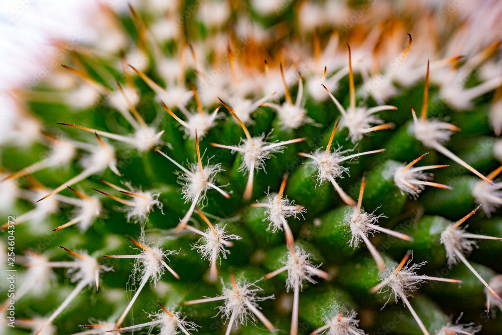 Close-up cactus