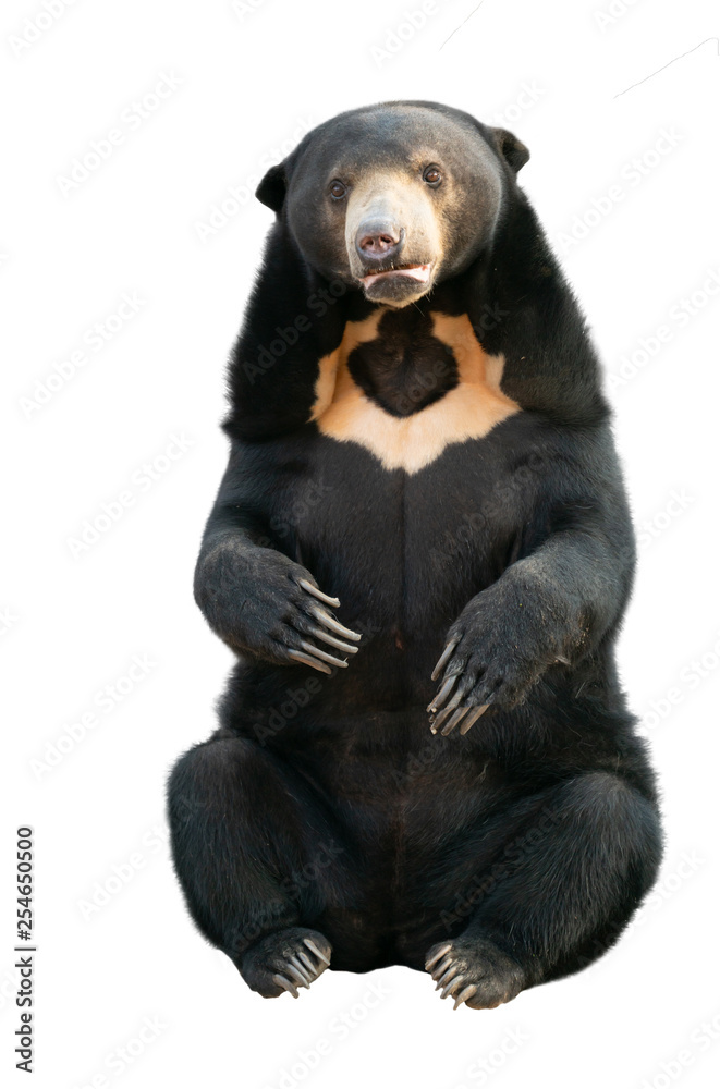 malayan sunbear isolated