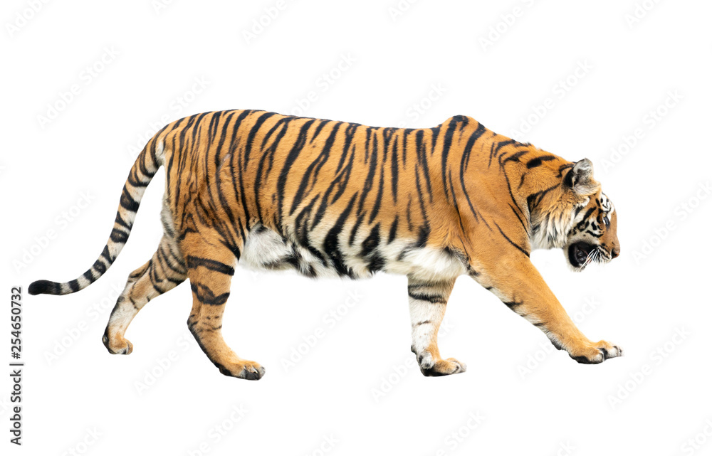 bengal tiger isolated