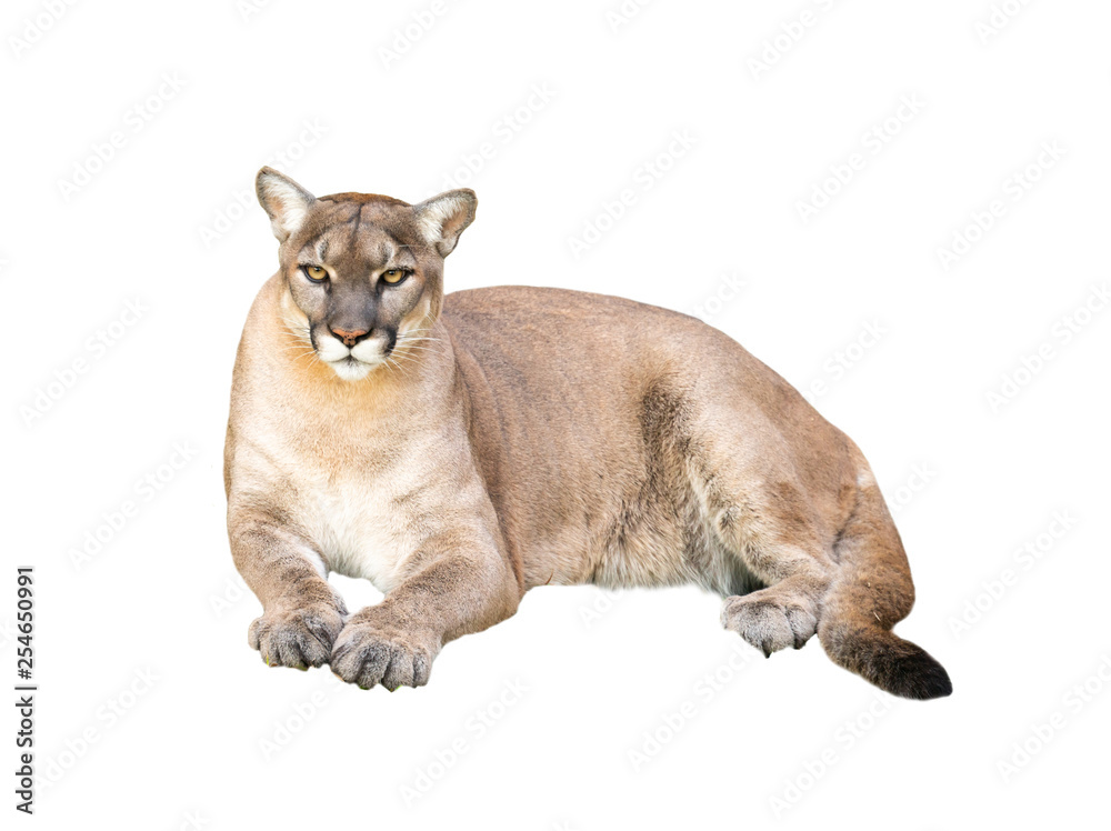 puma isolated on white background