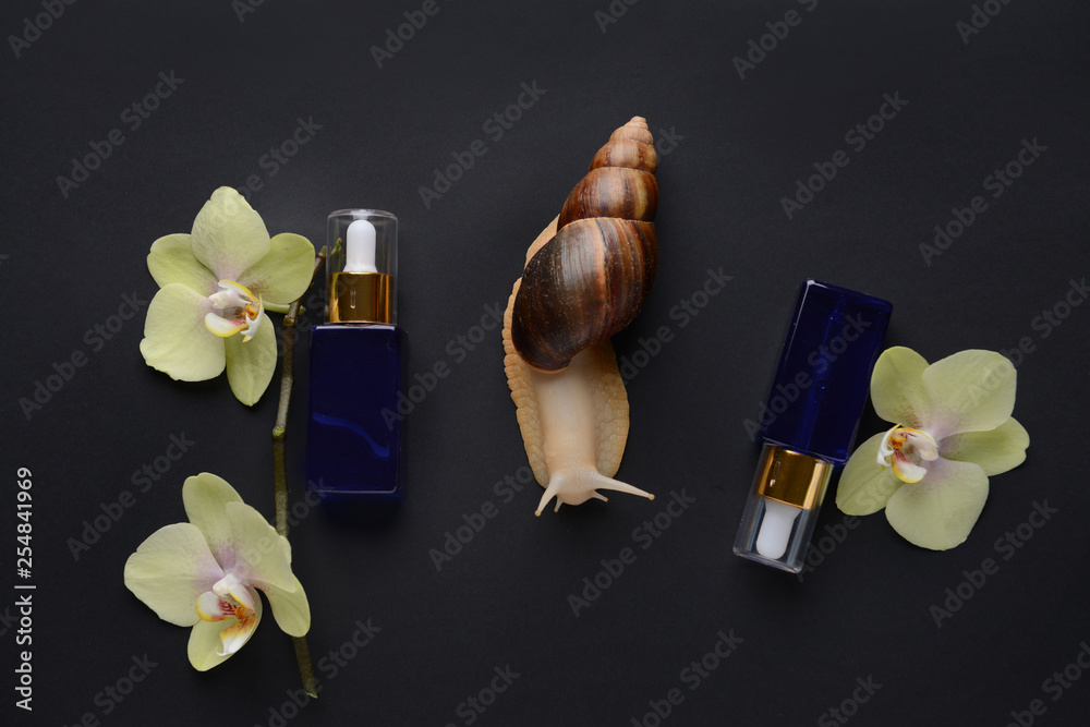 Giant Achatina snail, flowers and cosmetics on dark background