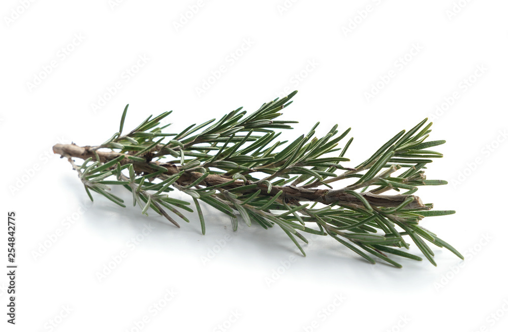 Fresh rosemary on white background