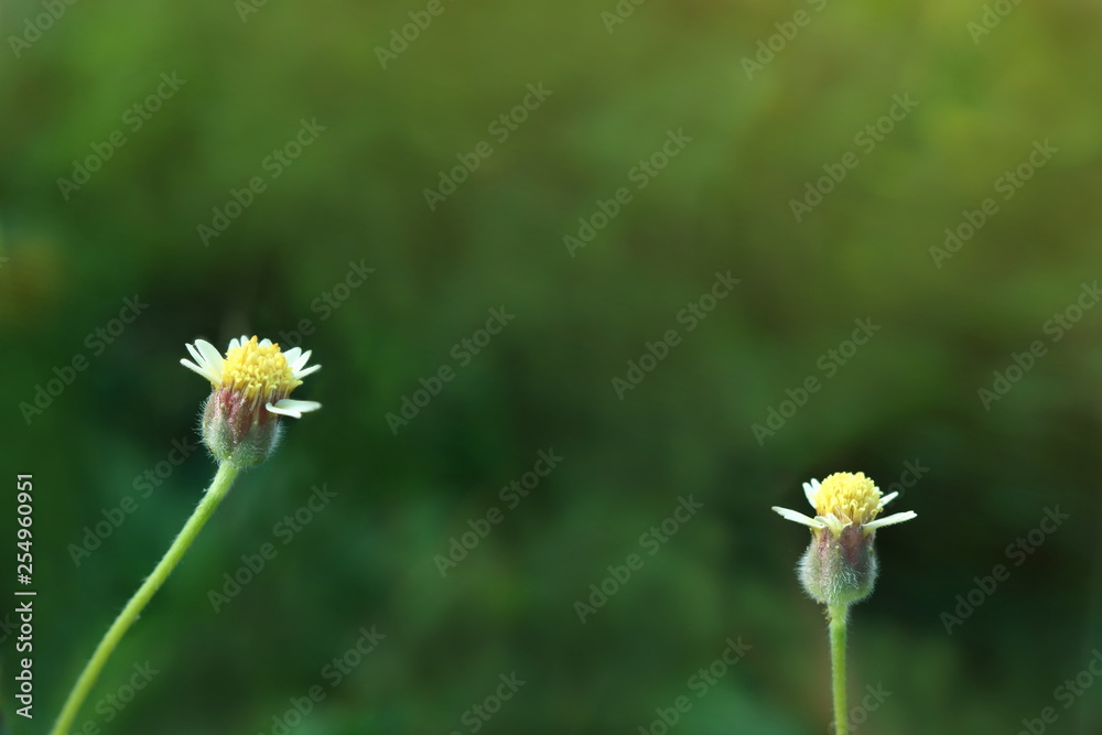 特写小白花黄色花粉在模糊的深绿色背景上，有文案空间