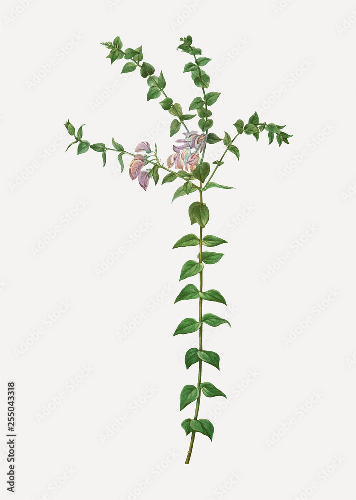 Heart-leaved polygala branch