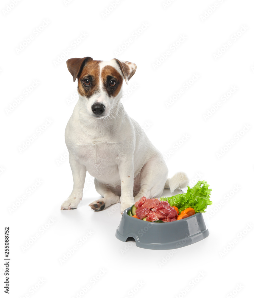 Cute funny dog and bowl with healthy food on white background