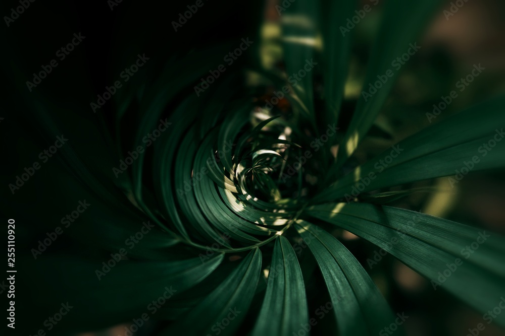 Blurred Tropical green leaf in dark tone.