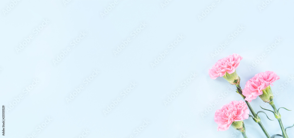 Beautiful blooming pink carnations isolated on bright light blue background, copy space, flat lay, t