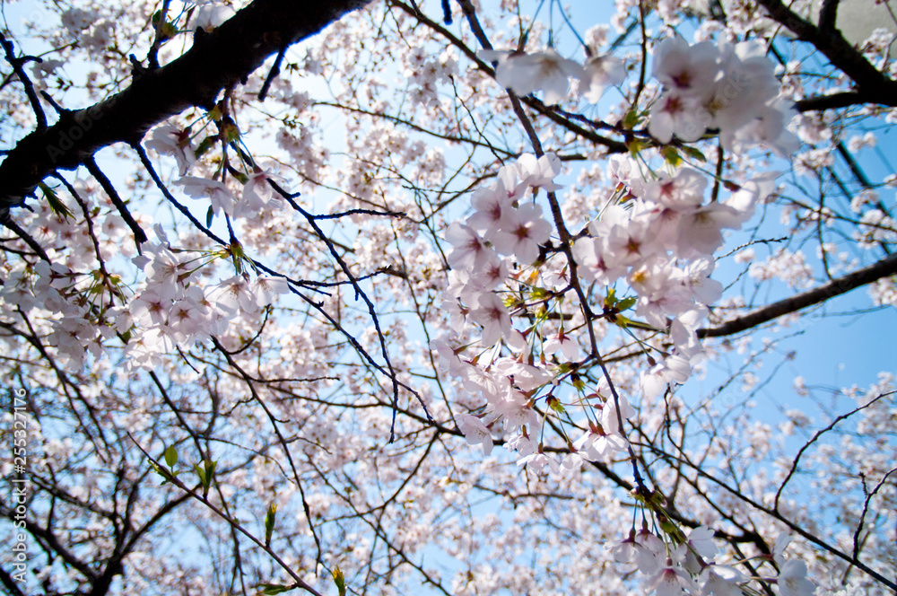 Scientific name is Cerasus ×yedoensis (Matsum.) Masam. & Suzuki ‘Somei-yoshino. 