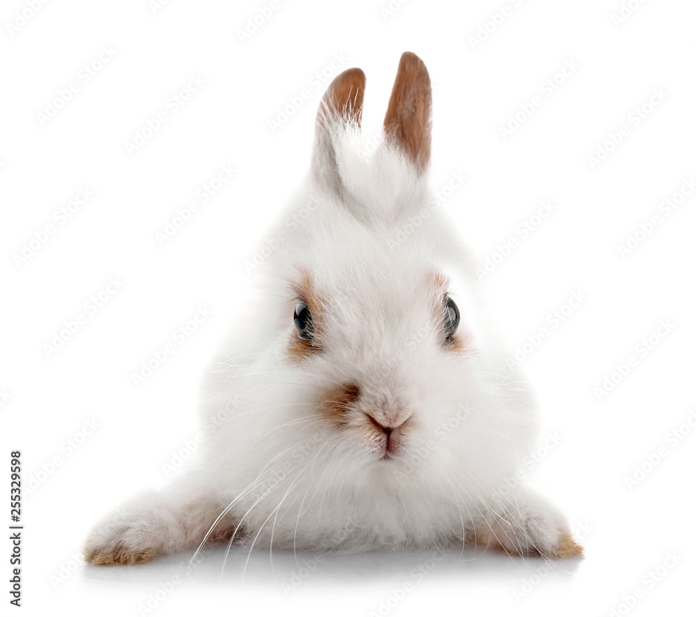 Cute fluffy rabbit on white background