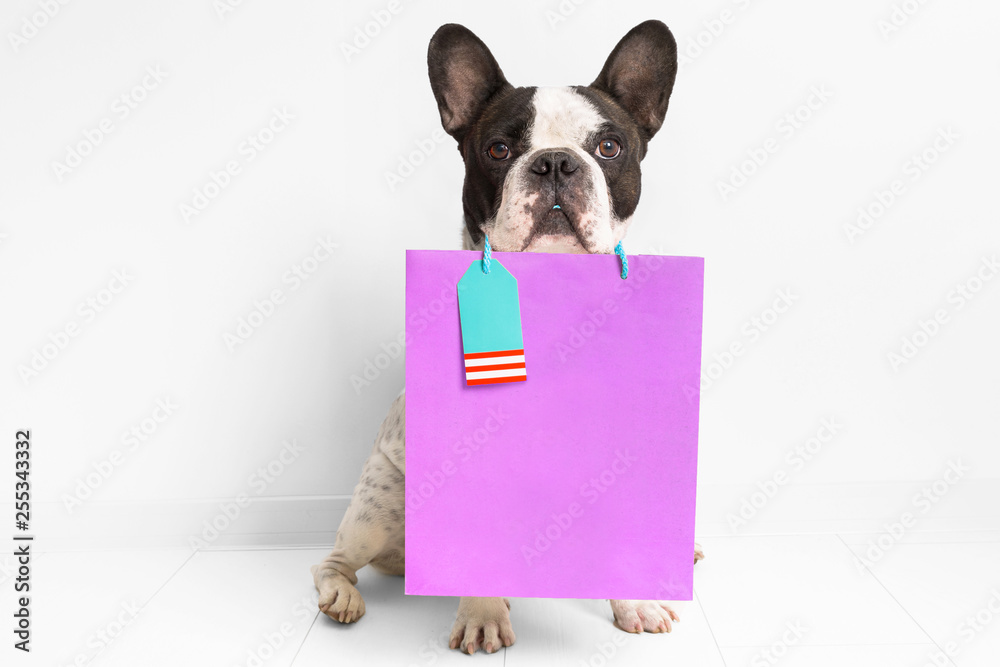 French bulldog with the shopping bag