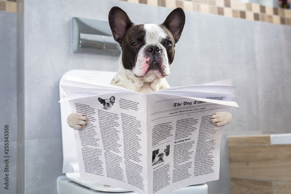 French bulldog sitting on a toilet seat with the newspaper