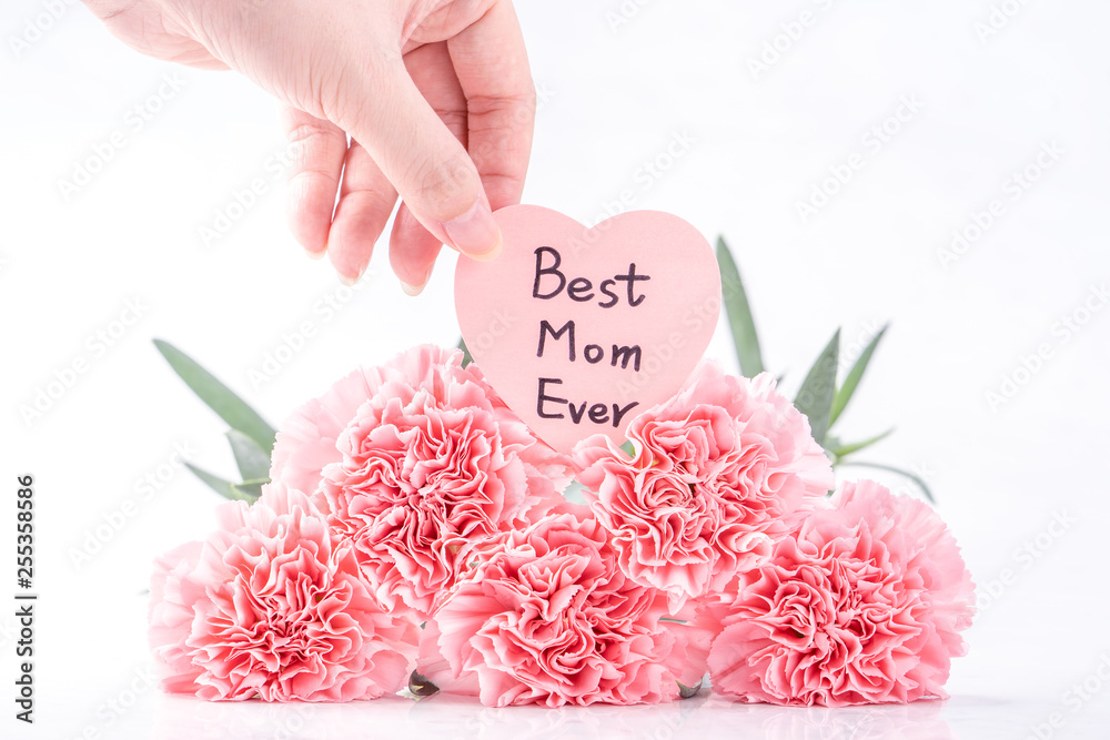 Top view of elegance blooming sweet pink color tender carnations isolated on bright white background