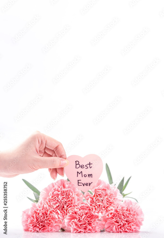 Top view of elegance blooming sweet pink color tender carnations isolated on bright white background