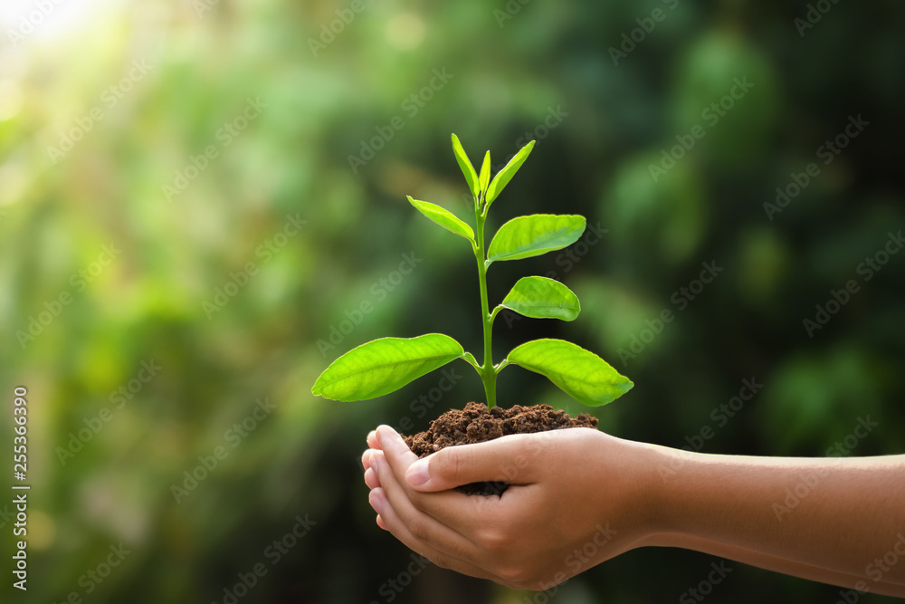 手牵年轻植物，阳光下的绿色背景。生态概念地球日