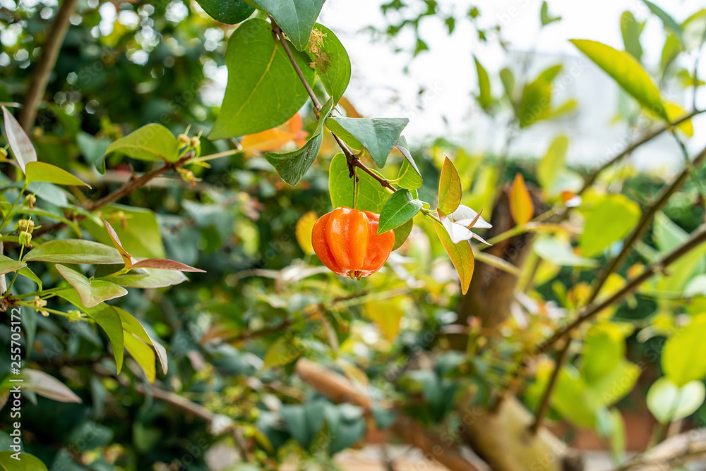 Brazilian red fruit grown on an orchard tree