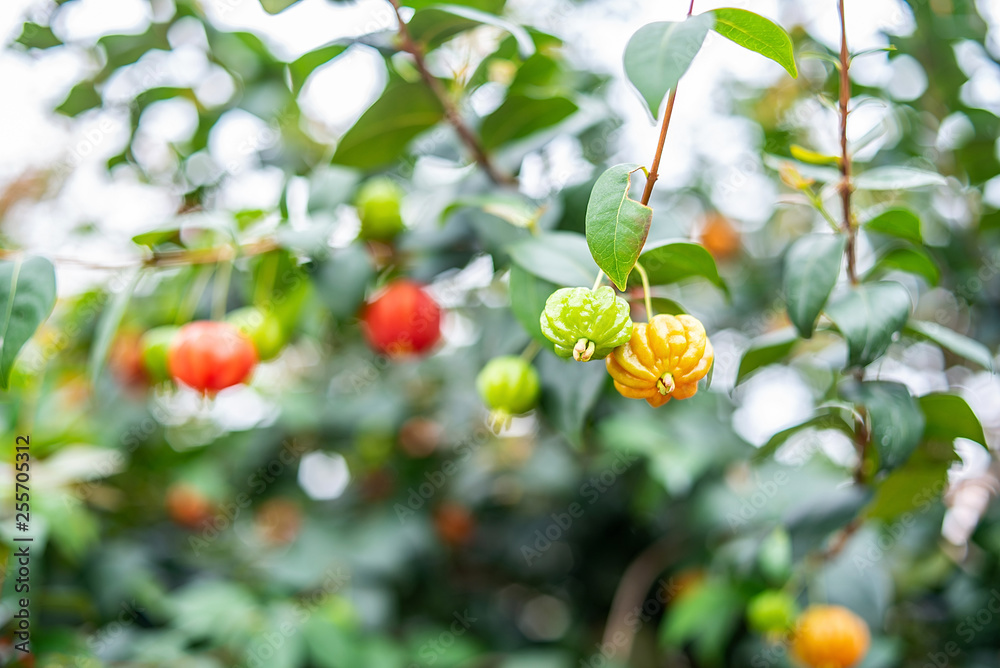 Brazilian red fruit grown on an orchard tree