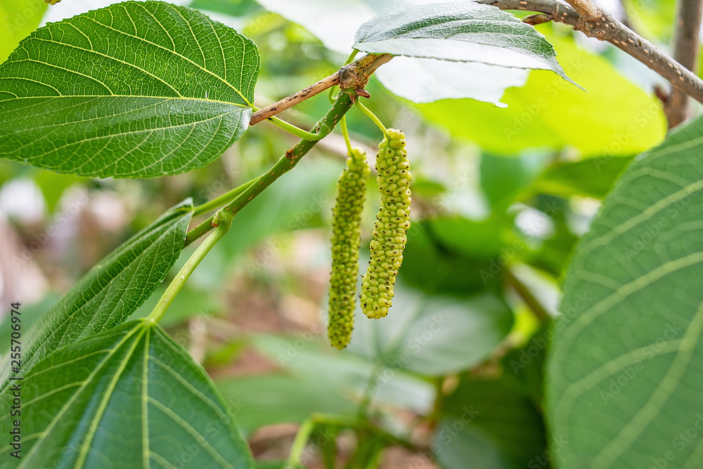 农场种植的桑树结满了桑果