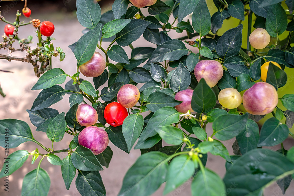 Chili tree is covered with colorful peppers