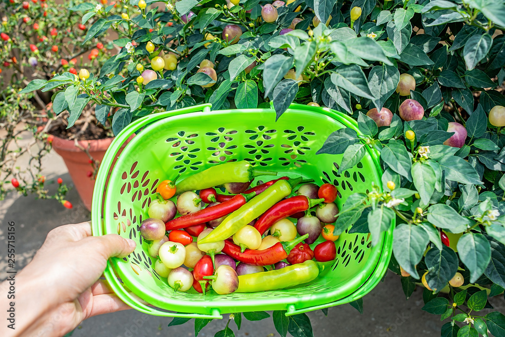 Colorful peppers picked on the farm