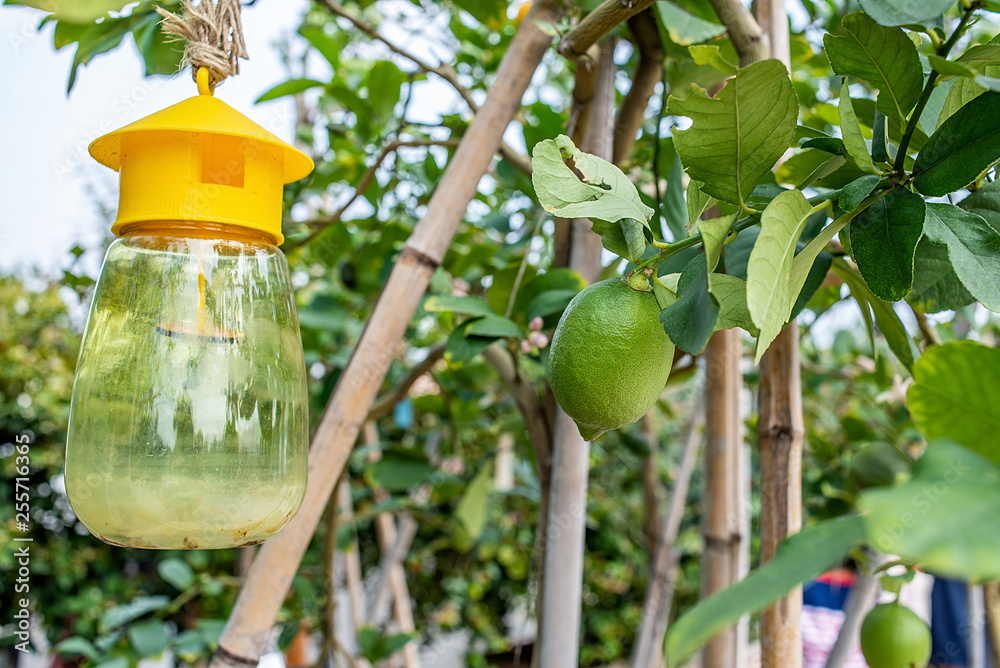 Green lemon growing on a lemon tree