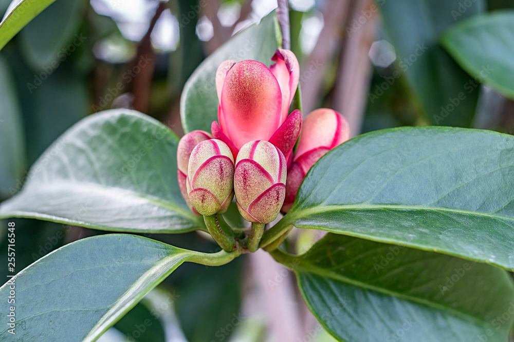 稀有藤蔓，水牛花蕾