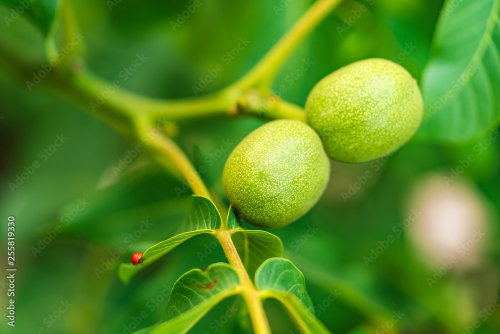 Young walnuts on the tree at sunset. Tree of walnuts. Green leaves background.