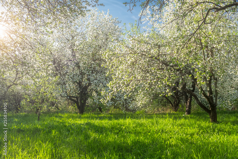 Spring blooming garden in the rays of the sun. Photo with soft focus. Natural background.