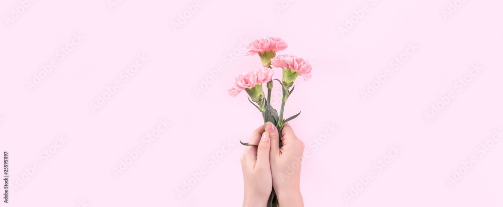 Woman giving bunch of elegance blooming baby pink color tender carnations isolated on bright pink ba