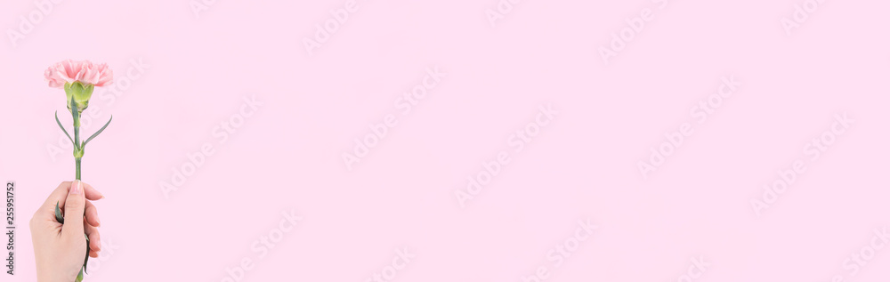 Woman giving a single elegance blooming baby pink color tender carnation isolated on bright pink bac