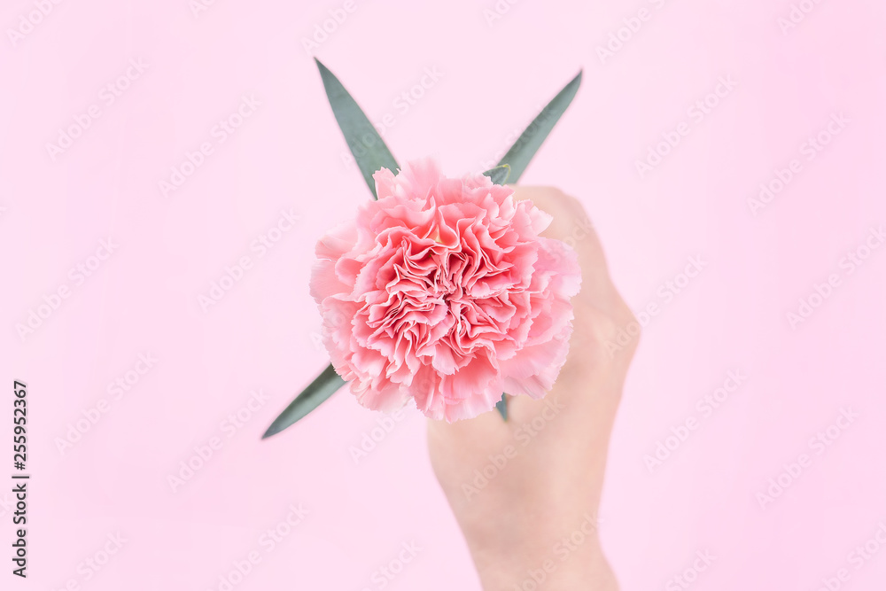 Woman giving a single elegance blooming baby pink color tender carnation isolated on bright pink bac