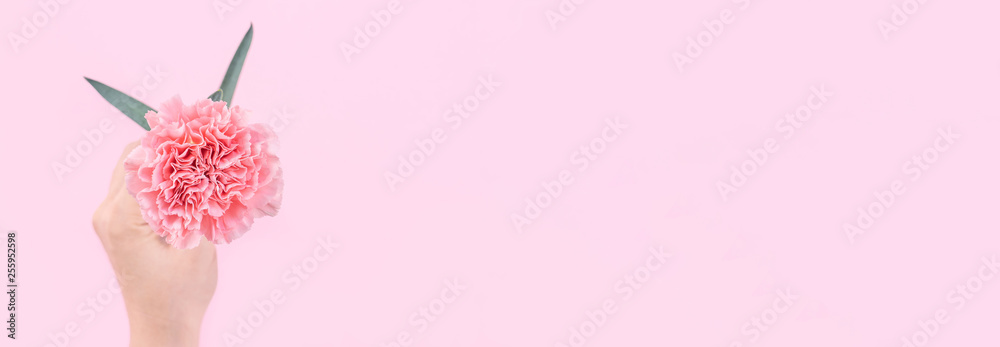 Woman giving a single elegance blooming baby pink color tender carnation isolated on bright pink bac