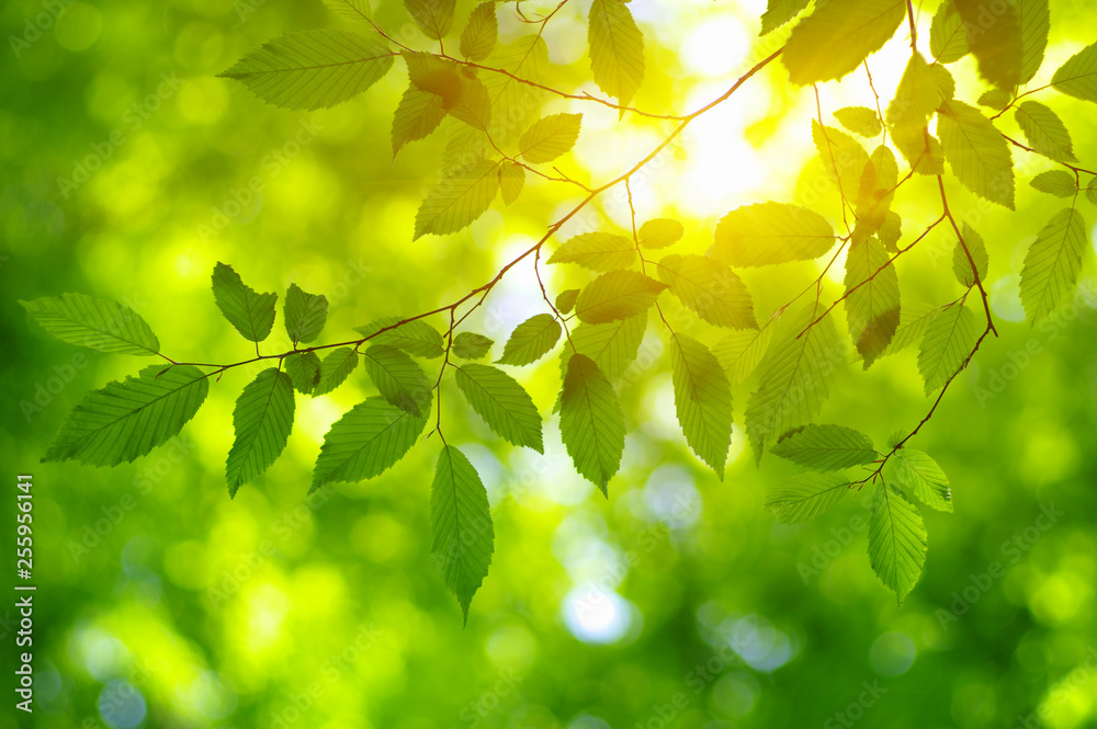 Green leaves and sun