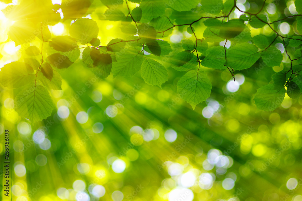  Green leaves on the sun.