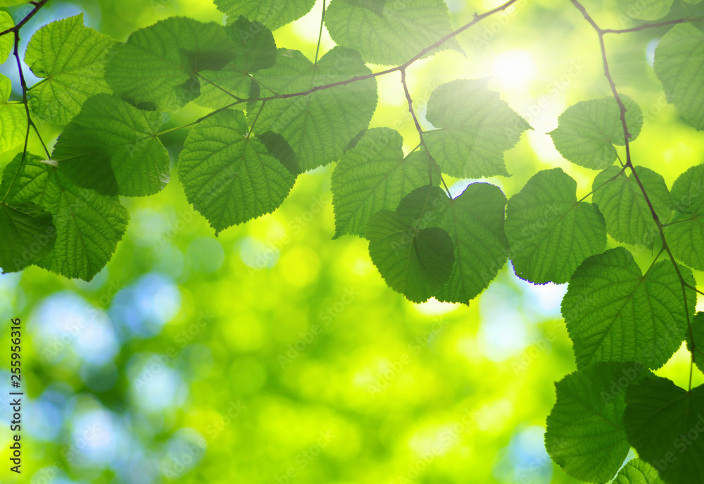  Green leaves on the sun.