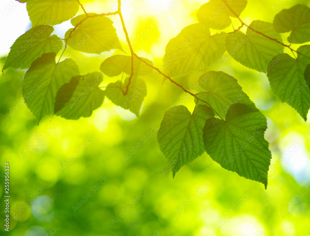 Green leaves and sun