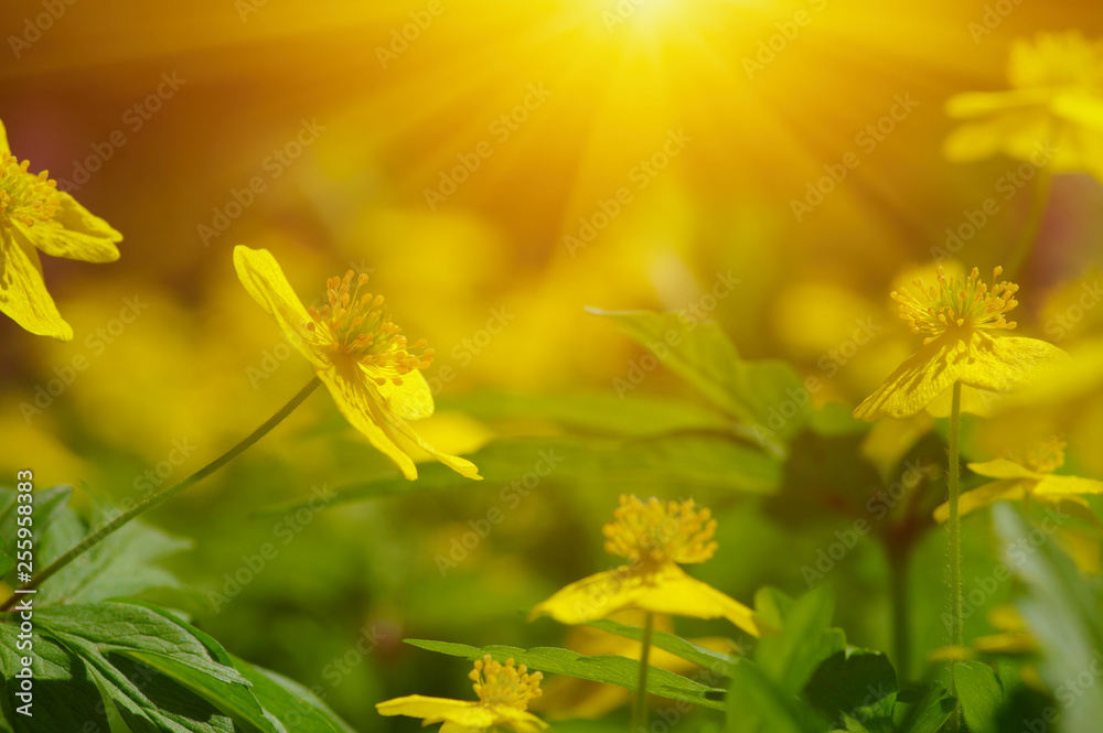 field of spring flowers