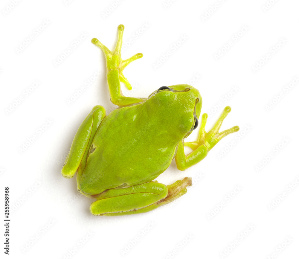 Green tree frog