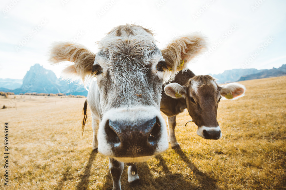 Funny cows staring into camera