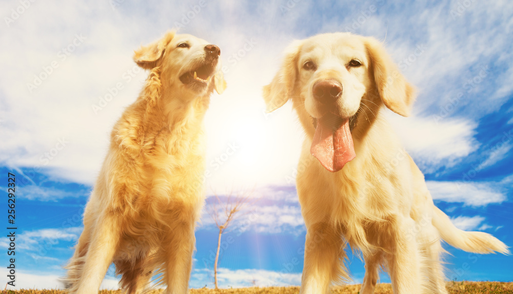 Perros graciosos de raza golden retriever. Retratos de mascotas felices al aire libre