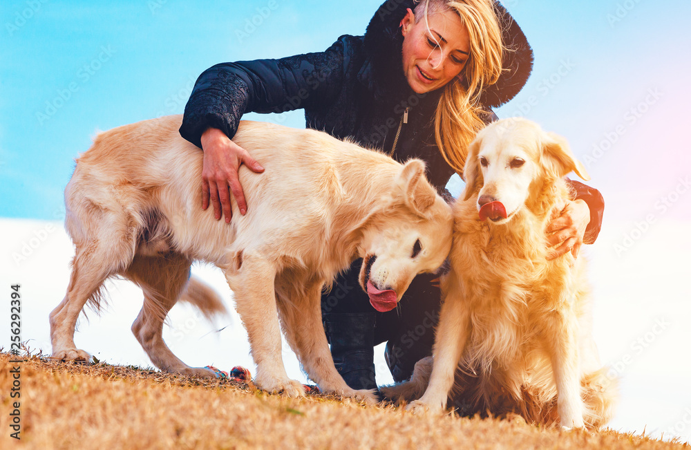 Perros graciosos。金毛寻回犬。Mujer joven y sus mascotas pasando un rato diversido al aire lib