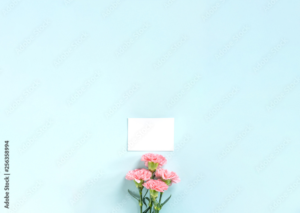 Beautiful fresh blooming baby pink color tender carnations isolated on bright blue background, mothe