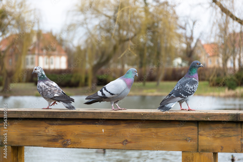 Pigeons in the park at spring, Poland